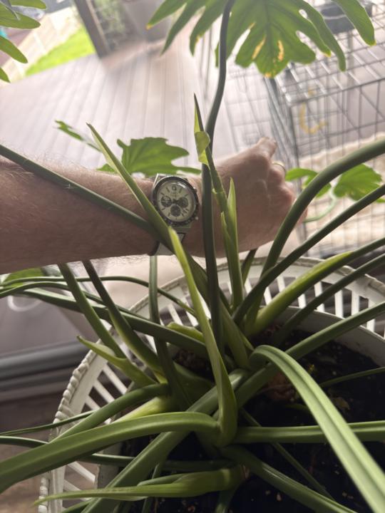 WotD - Friday 27 February 