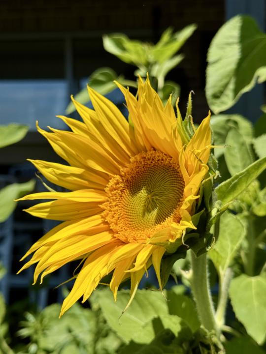 WOTD - Wednesday 17 December