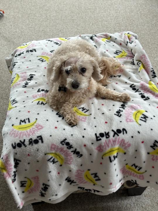 Update on my Multipoo Boone’s cancer