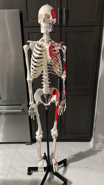 Anastasia Zacharopoulos