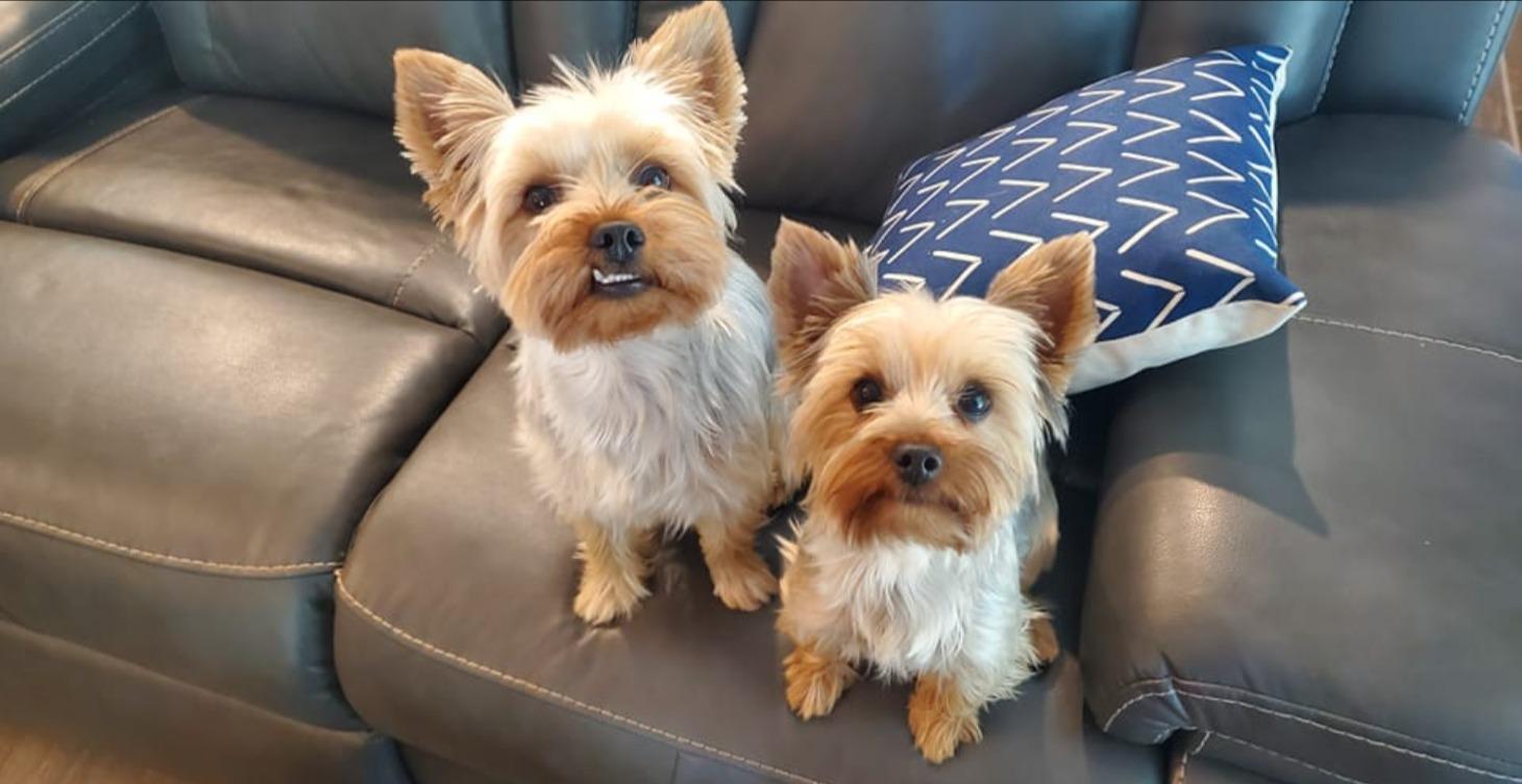 Companion Dog Essentials