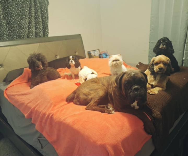 🐾Welcome to Marley's Method Training Pack!