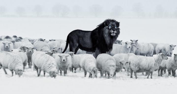 Scamsulting Nirvana Acqusitin 