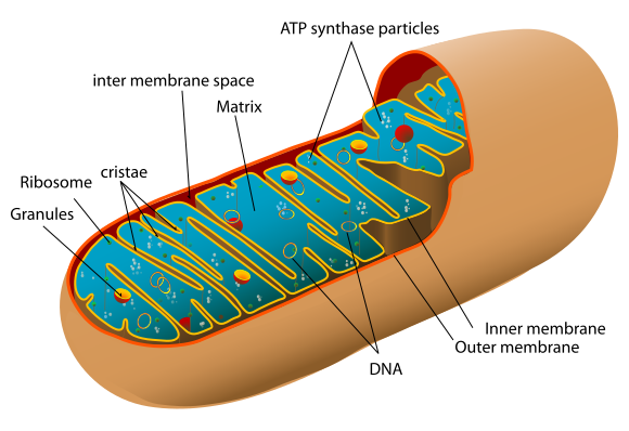 Is It Really Your Metabolism… Or Are Your Mitochondria Crying for Help?