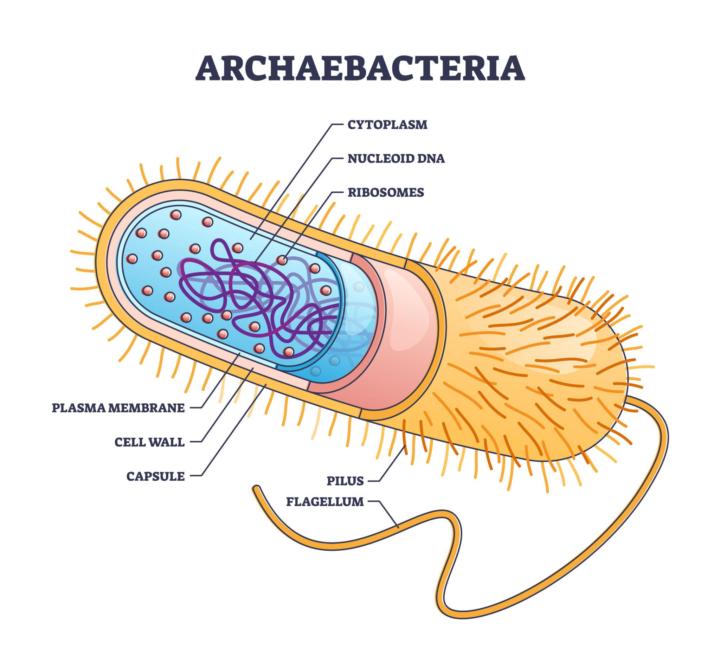 FitnHealthy Gut Reset™ - Lesson 6a - SIBO Bacteria & Archaea