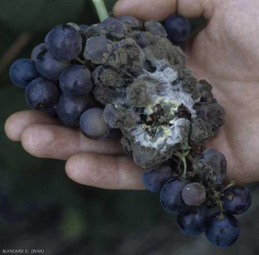 What Happens When You Eat Moldy or Contaminated Food?