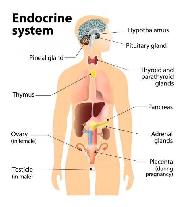Pineal Gland for Fat Loss?