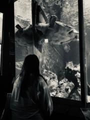 Ірина Базилєв