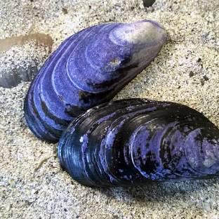 Living in the Nordic countries.