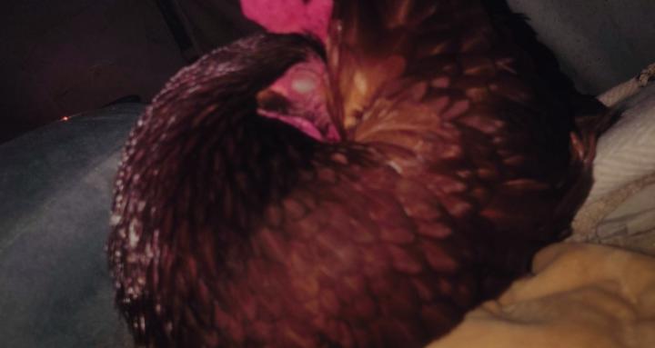 Read Your Flock
