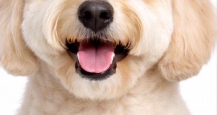 Holistic Dog Grooming