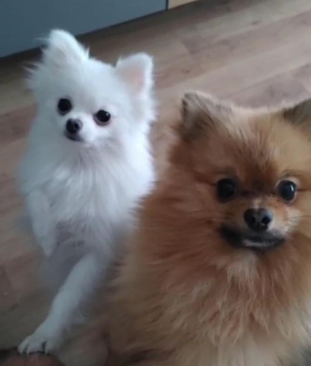 David López Domínguez