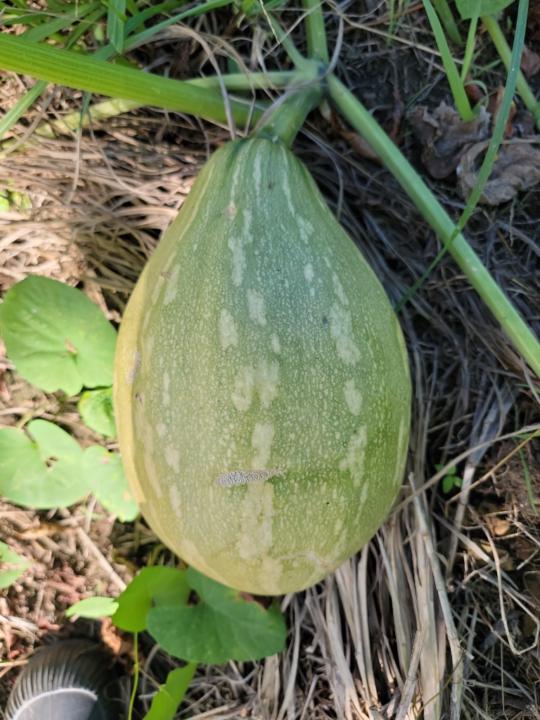 Federico Nina gonzalez