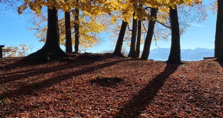 Home - Reise nach Hause