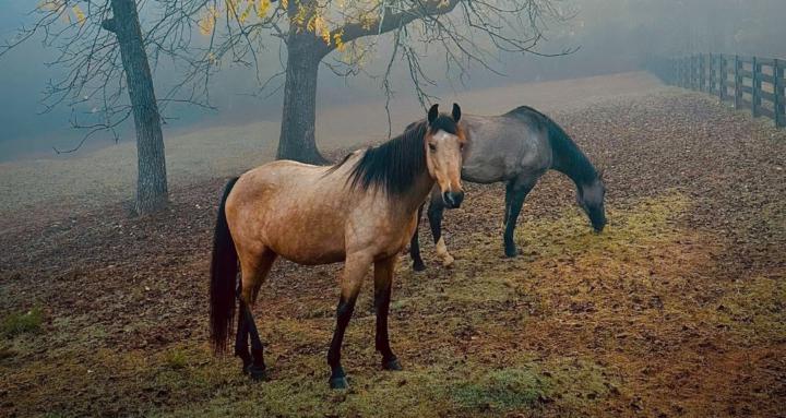 My Whole Heart by Vikki Fraker