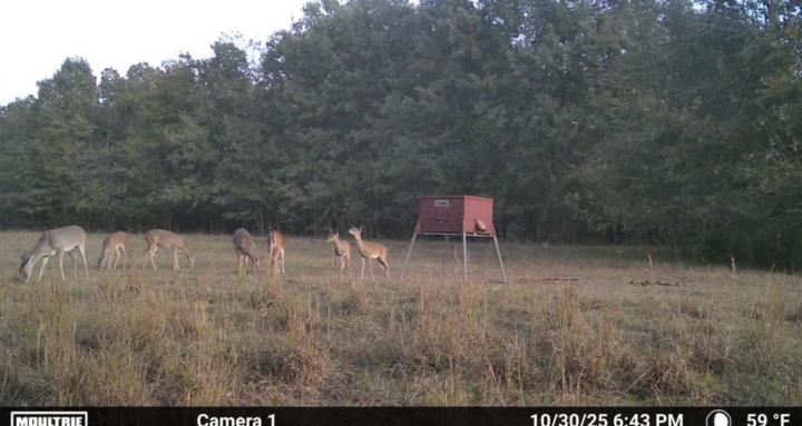 Sanctum Hunting Kings