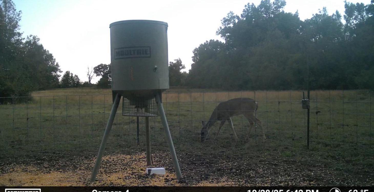 How to get deer onto your property