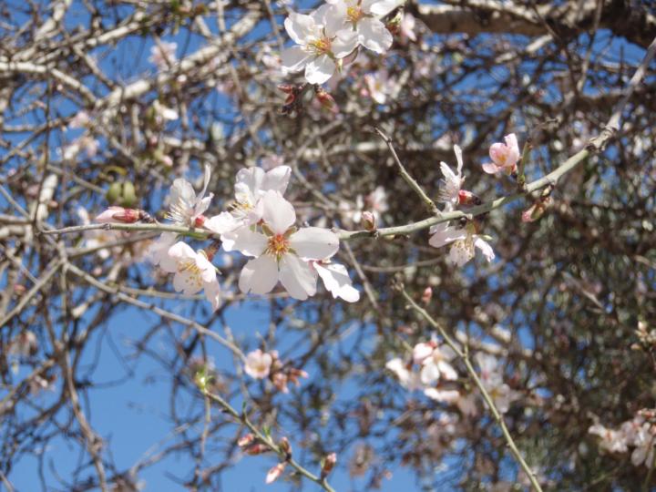 שולה נתנזון