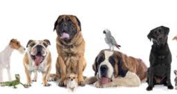 LETS TALK PETS