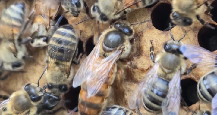 THE BEEKEEPER’S GUILD