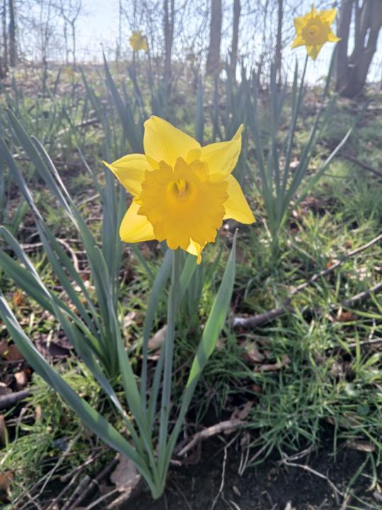 spring is a beautiful reminder that you too will bloom 🌻
