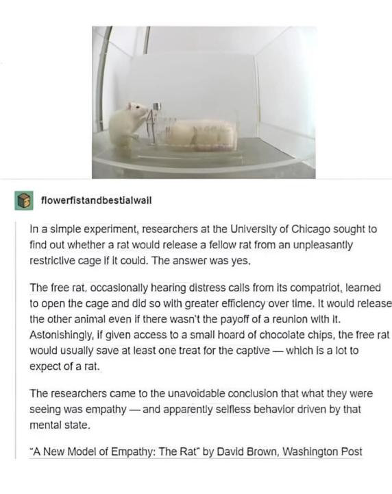 Rat Culture is Empathetic 🐀 