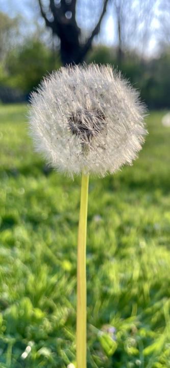 Dandelion plant is a symbol of our Life