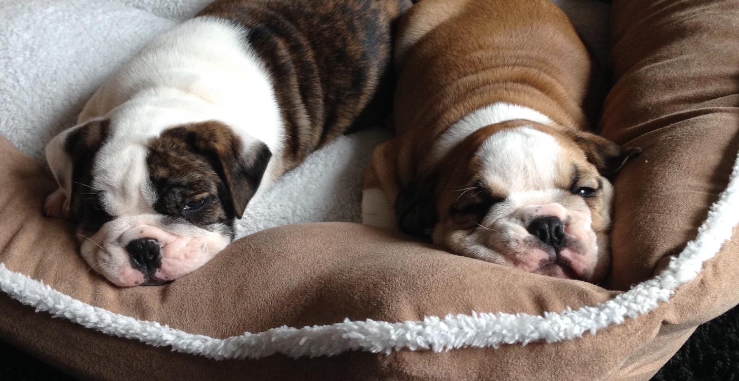 New Puppy Survival Guide