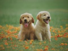 Cute Pets
