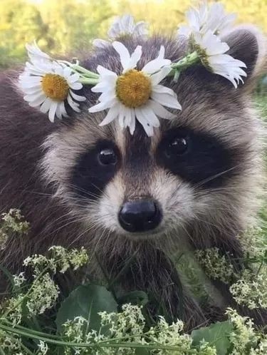 Jamie Racoon