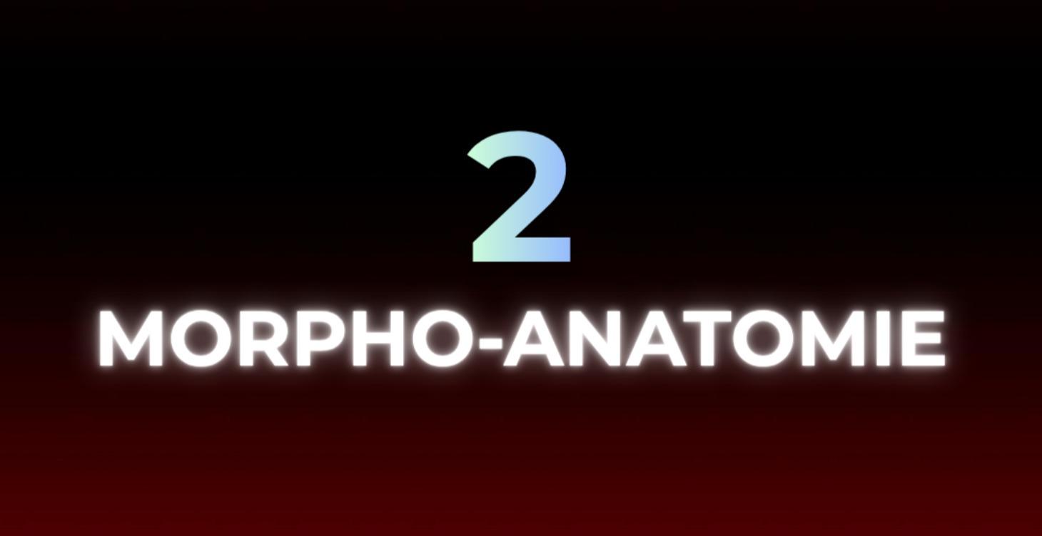 Morpho-Anatomie