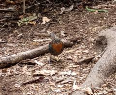 Mateo Regeasse Fuchslocher