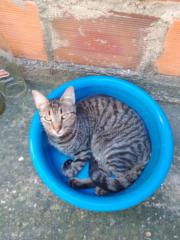 Alejandro Diaz Cabrera