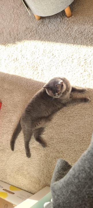 Constantin Mahalianu