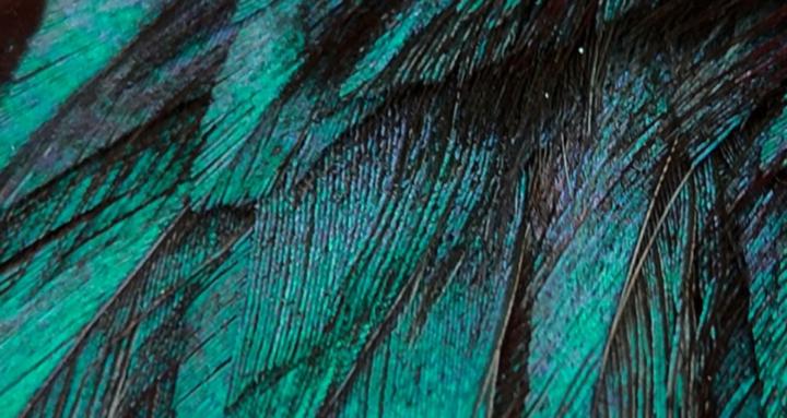 Conscious Artists Community