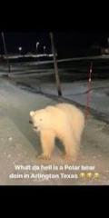 Polar Bear
