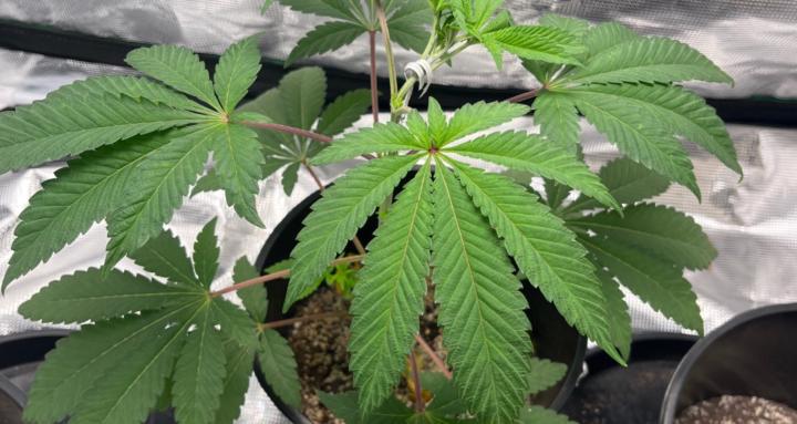 Growers That grow together