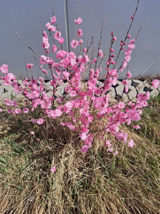 Bolormaa Dangaasuren