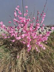 Bolormaa Dangaasuren