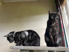 Cat Mellor