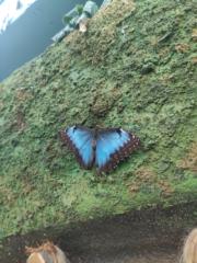 Мира Авджиева