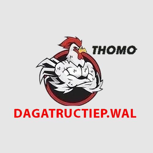 Đá gà Trực tiếp