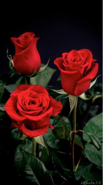 ❤️ Alles Liebe zum Valentinstag ❤️ KW7/2025 Partner Master