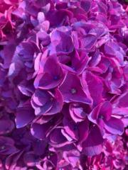 Inger Jorunn Tungland