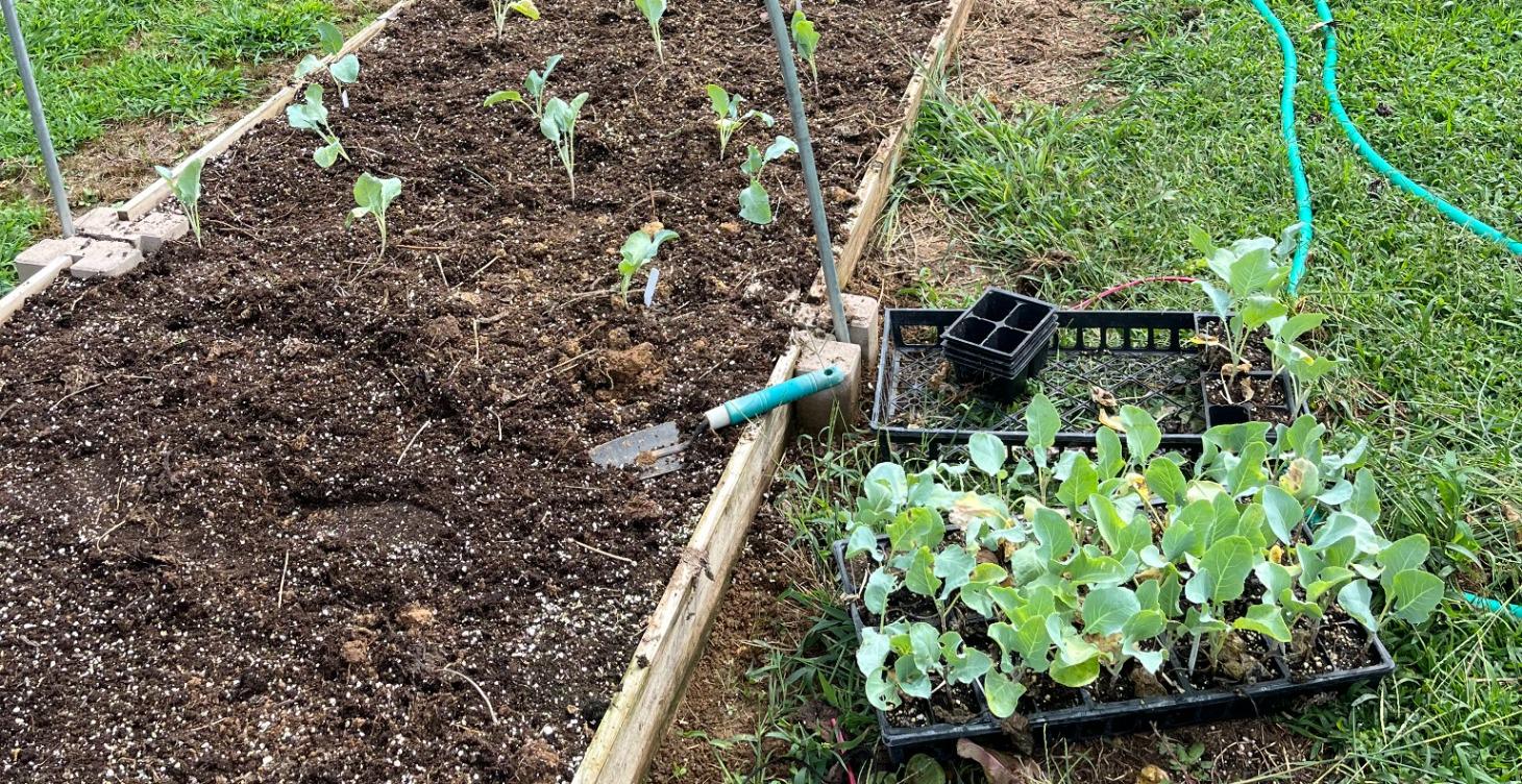 THE 365-DAY VEGETABLE SUCCESSION BLUEPRINTS