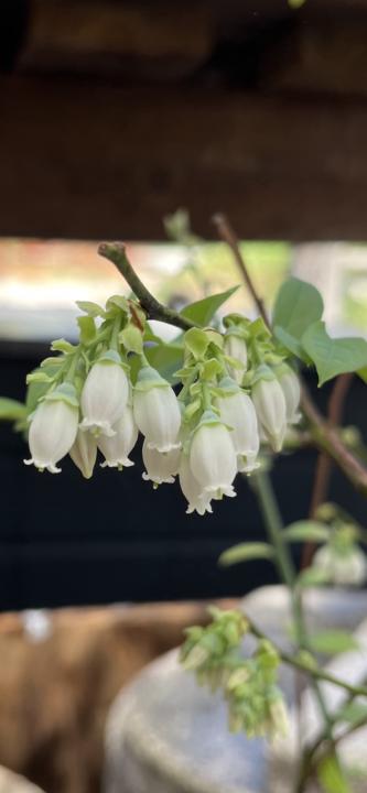 Blooms!
