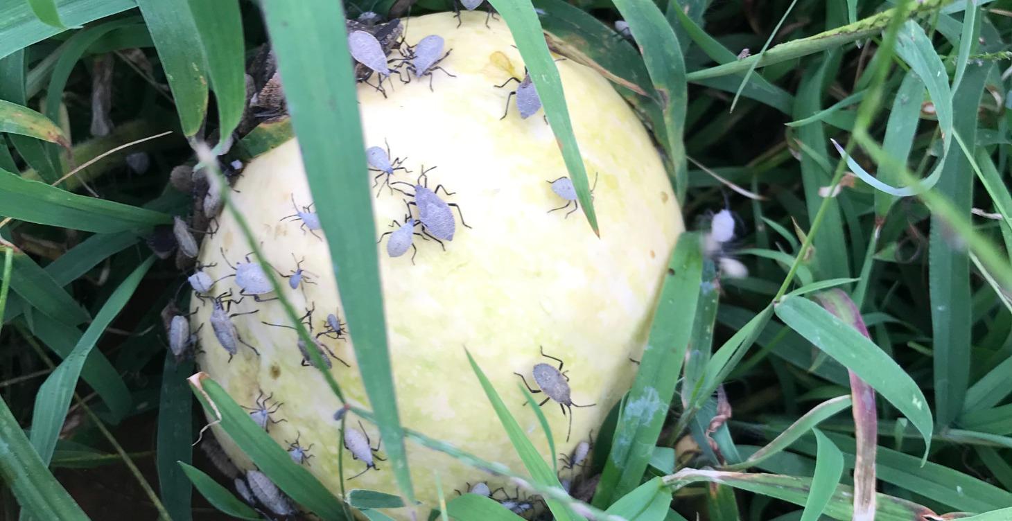 Module 21: The Defense Department —