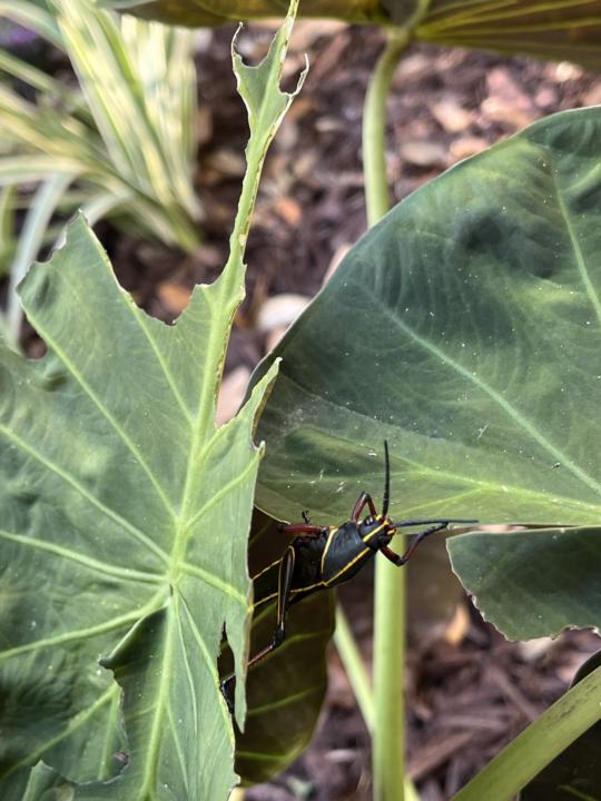 Grasshopper 