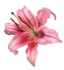 Majesty Whitaker-Hicks