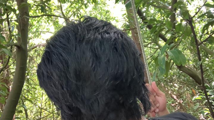 Back of mullet going flat